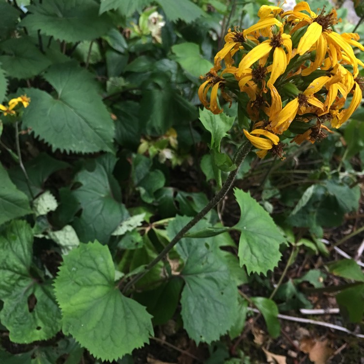 plant image 793103