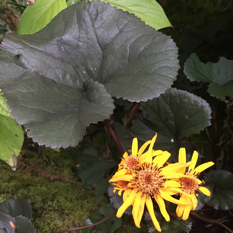Plant image Ligularia dentata 'Britt Marie Crawford'