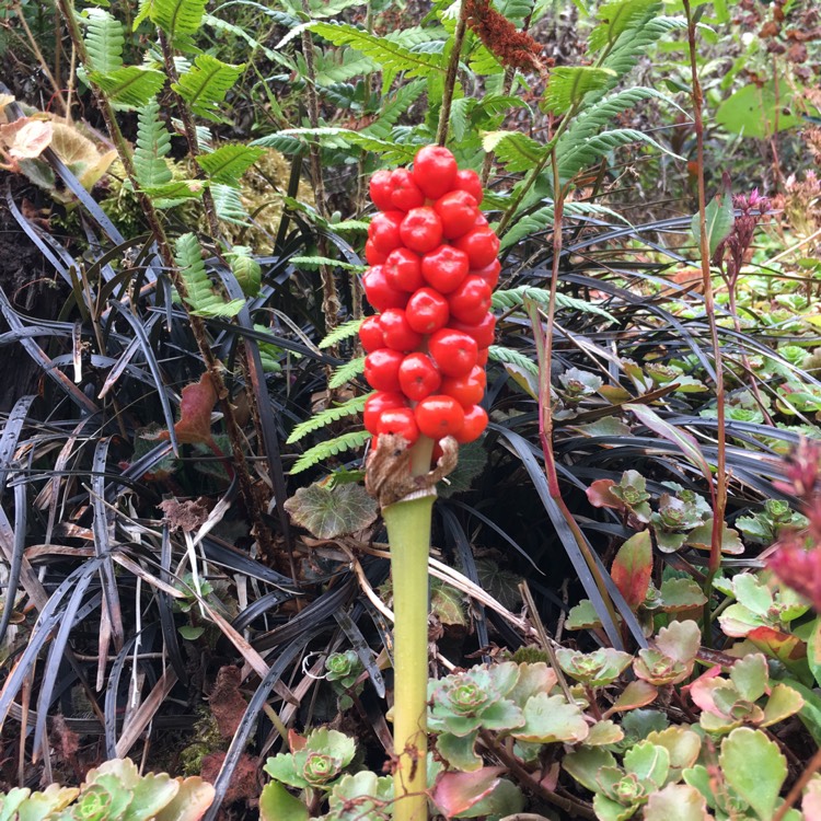 Plant image Arum italicum