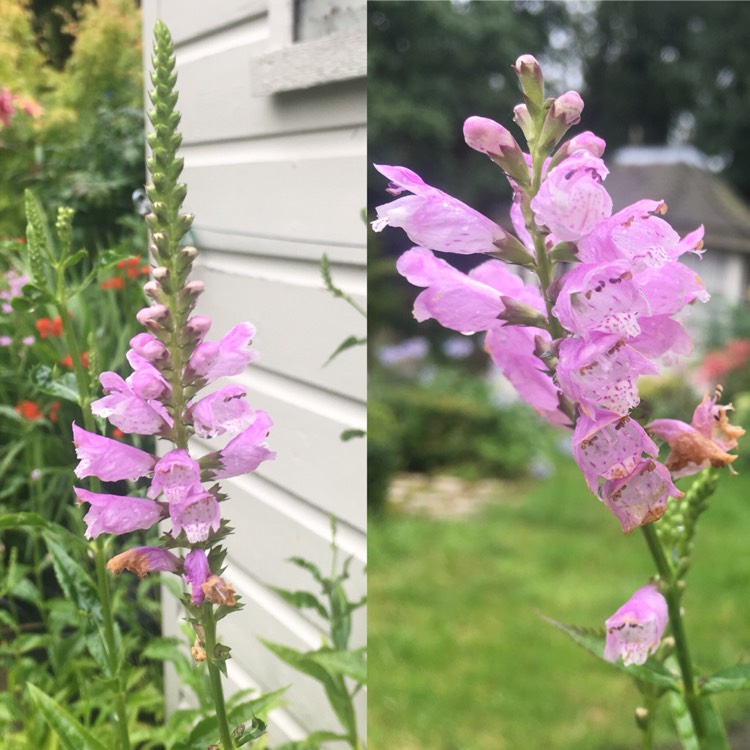 Plant image Physostegia virginiana 'Bouquet Rose'