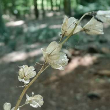 Hyacinthoides non-scripta