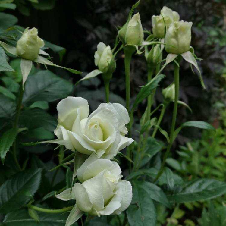 plant image 1372139 plant image 1372139