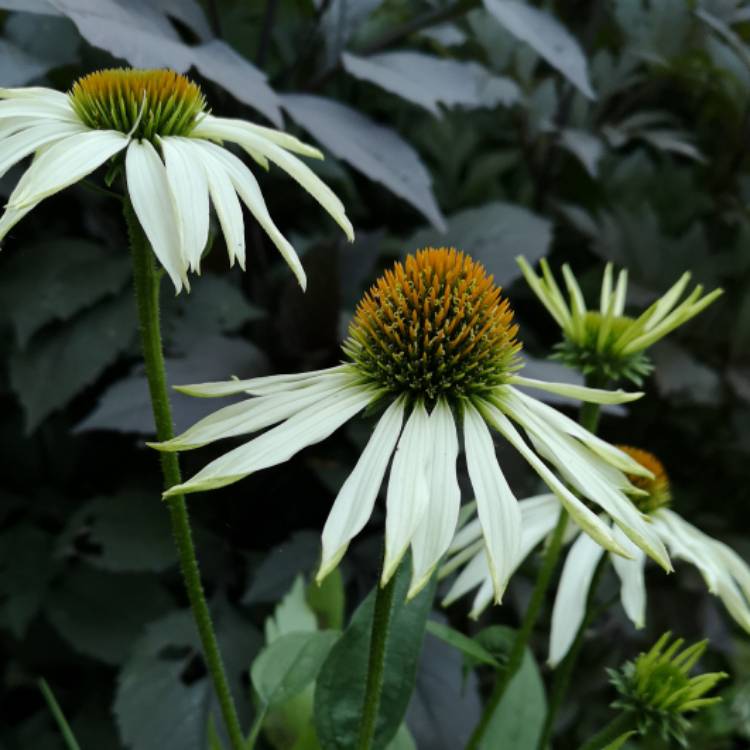plant image 1373905 plant image 1373905