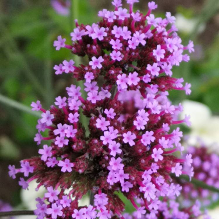 Plant image Verbena bonariensis 'Buenos Aires'