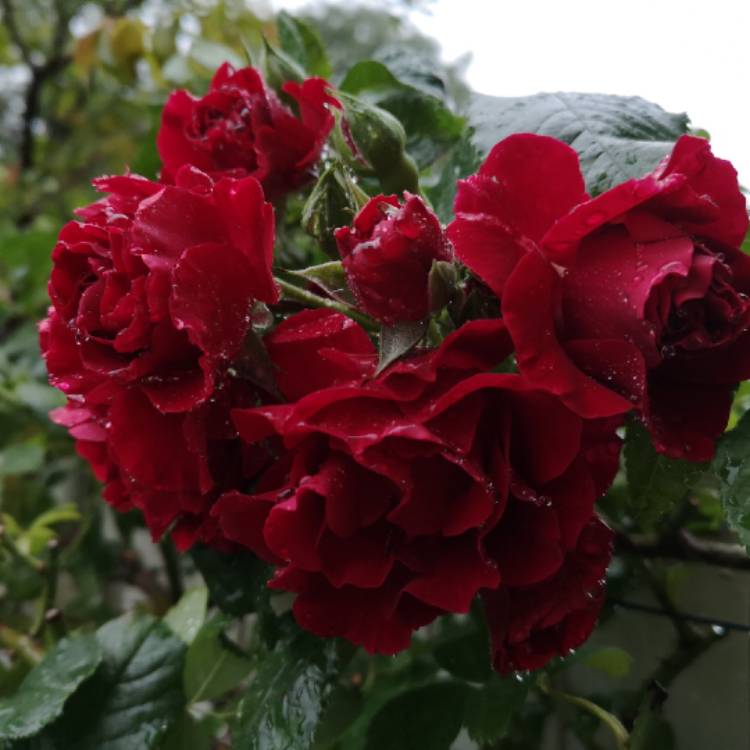 plant image 1380433