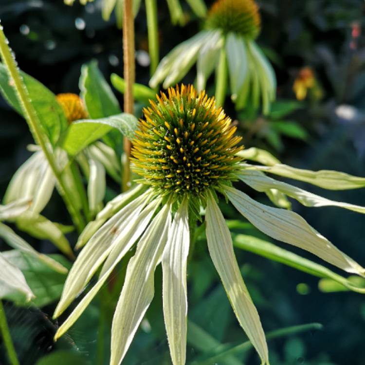plant image 1388084 plant image 1388084