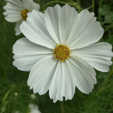 Cosmos Purity