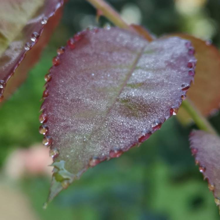 plant image 1394354 plant image 1394354