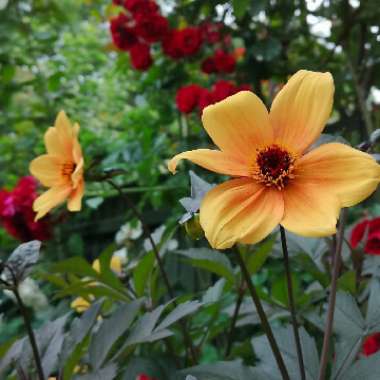 Dahlia 'Hamspirit' syn. Dahlia 'Mystic Spirit', Dahlia 'Best Bett'