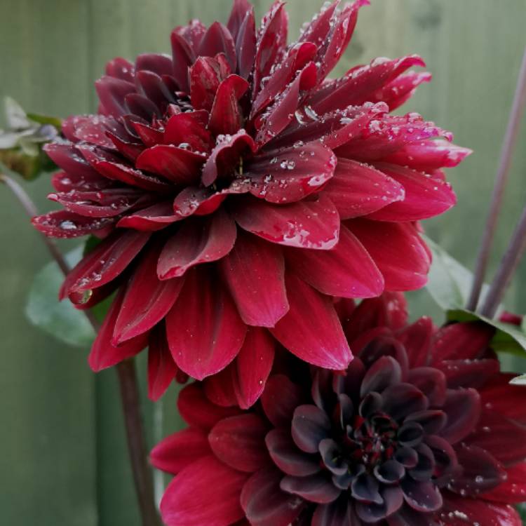 plant image 1408312