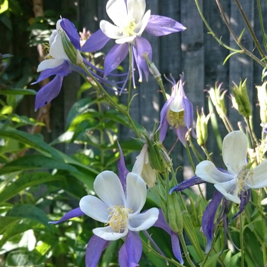 Plant image Aquilegia 'Blue Star'
