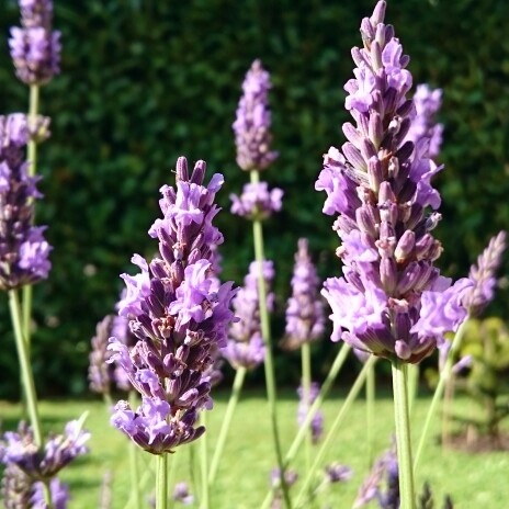 Lavandula angustifolia 'Hidcote' syn. Lavandula angustifolia 'Hidcote Blue'