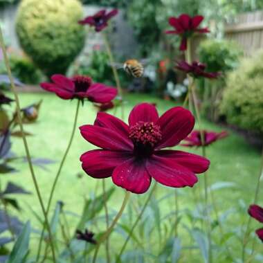 Cosmos atrosanguineus syn. Bidens atrosanguinea, Cosmos atrosanguineus 'Chocolate', Cosmos diversifolius atrosanguineus