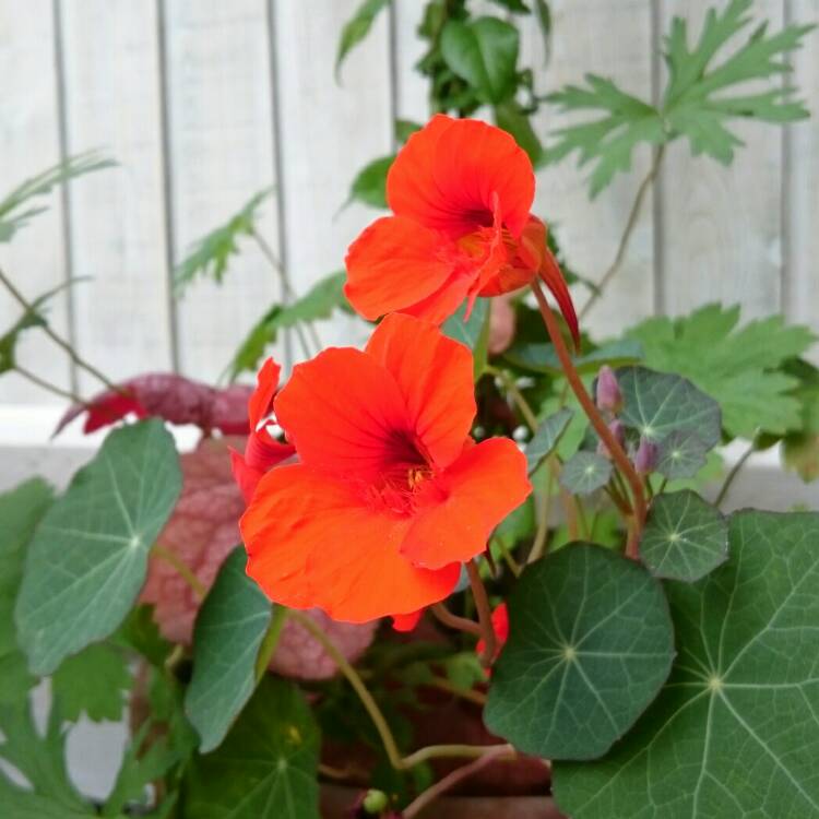Plant image Tropaeolum majus 'Princess of India'