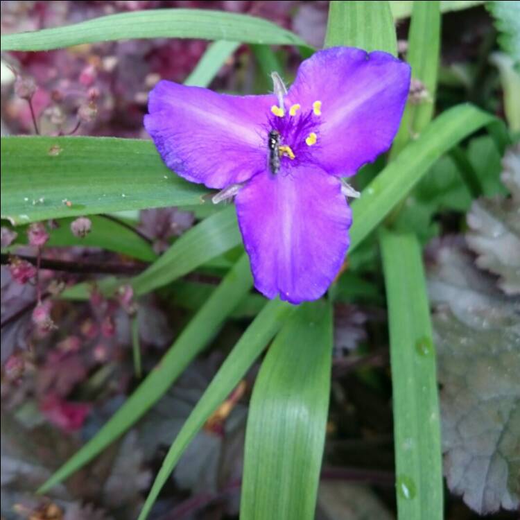 Plant image Tradescantia 'Outdoor plants'