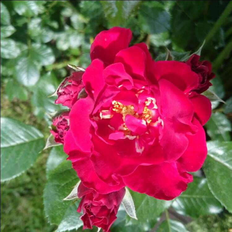 plant image 209713