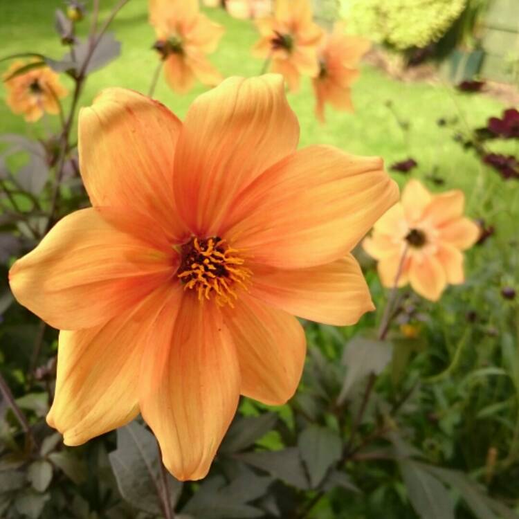 plant image 227196 plant image 227196