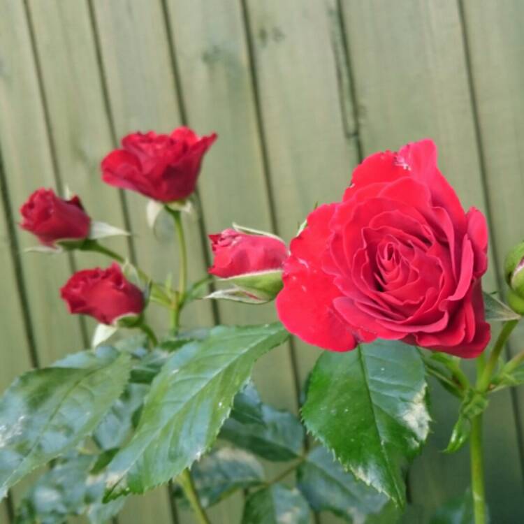 plant image 230509