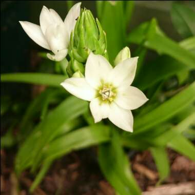 Ornithogalum thyrsoides