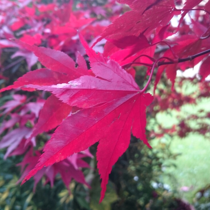 Plant image Acer Palmatum 'Beni-Maiko'