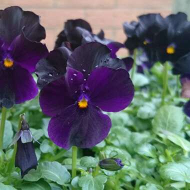Viola 'Sorbet Black Delight'