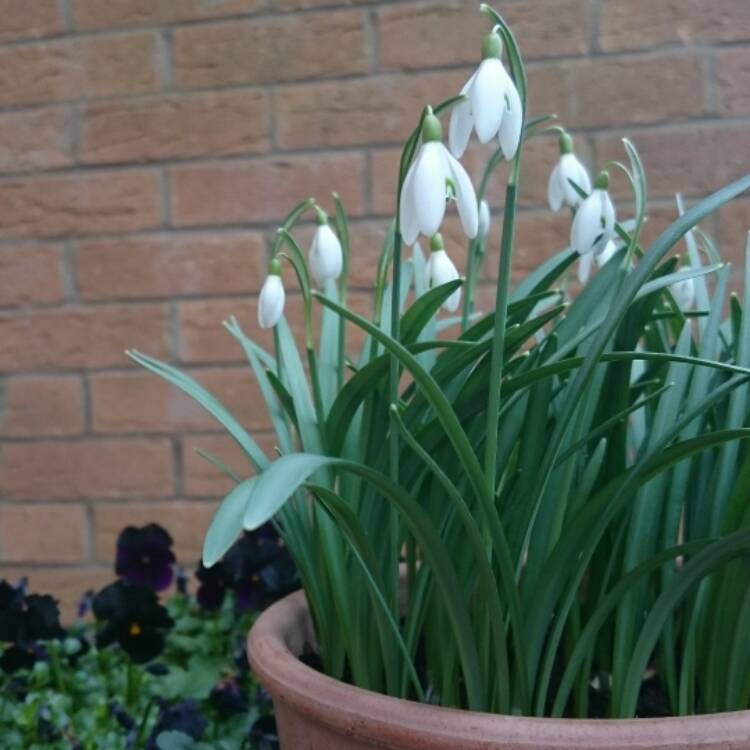 plant image 319158