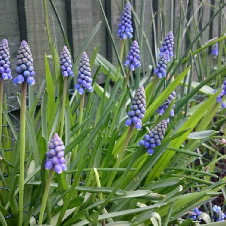 Plant image Muscari armeniacum