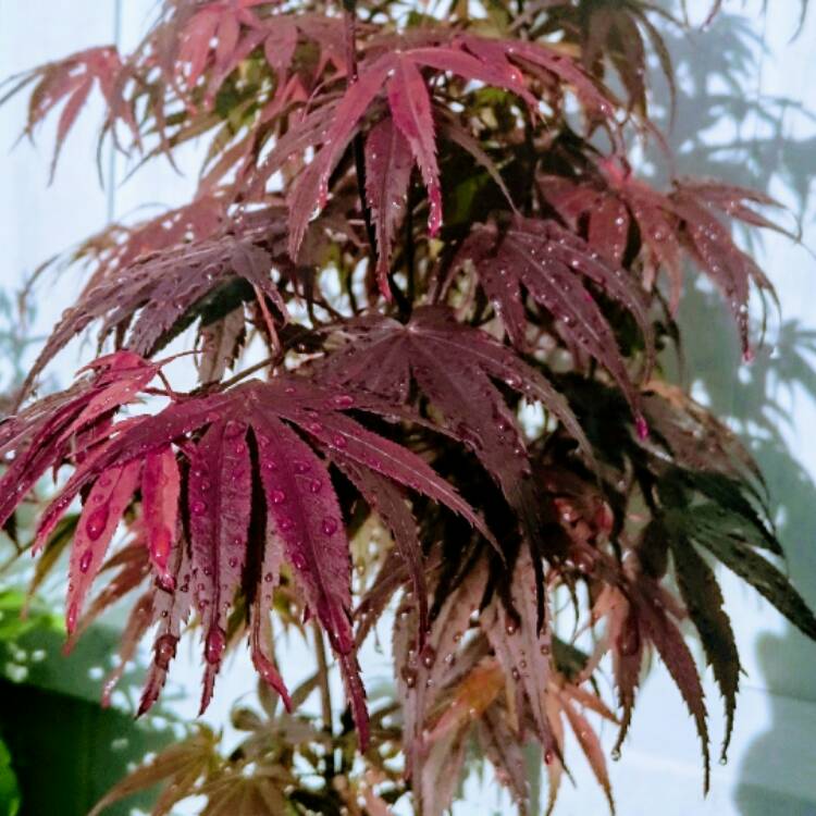 Plant image Acer Palmatum 'Pixie'