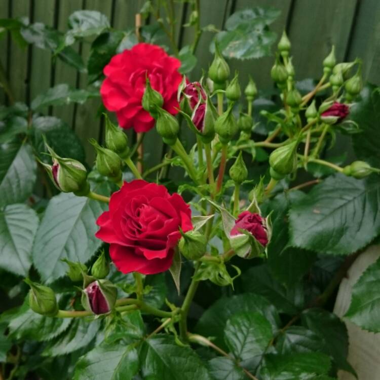 plant image 444383