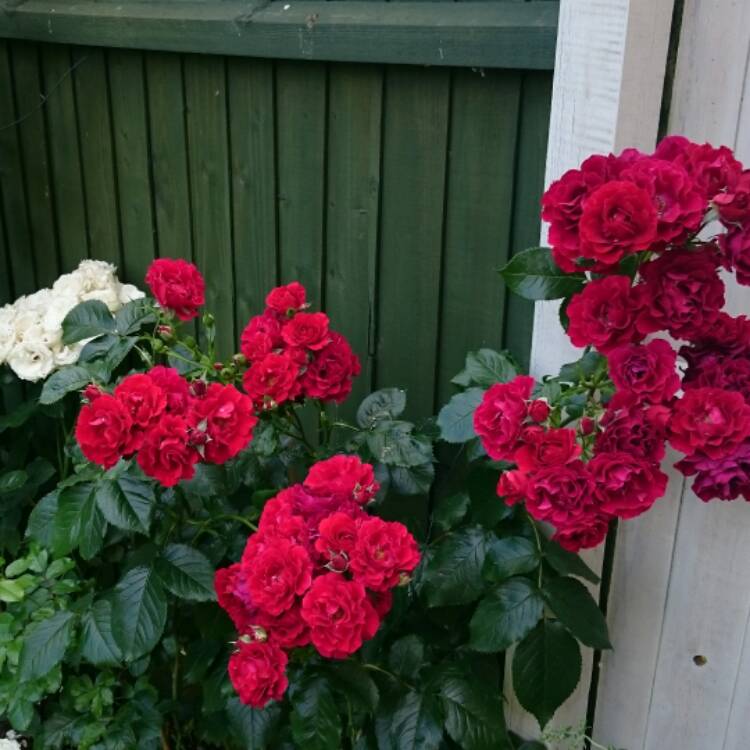 plant image 470498