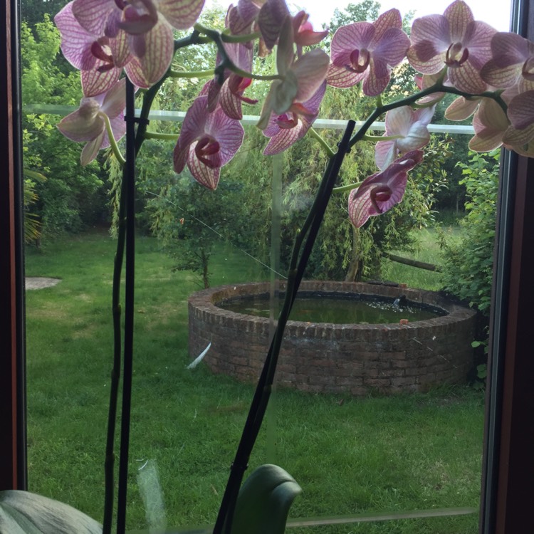 Plant image Phalaenopsis grandiflorum 'Ravello'