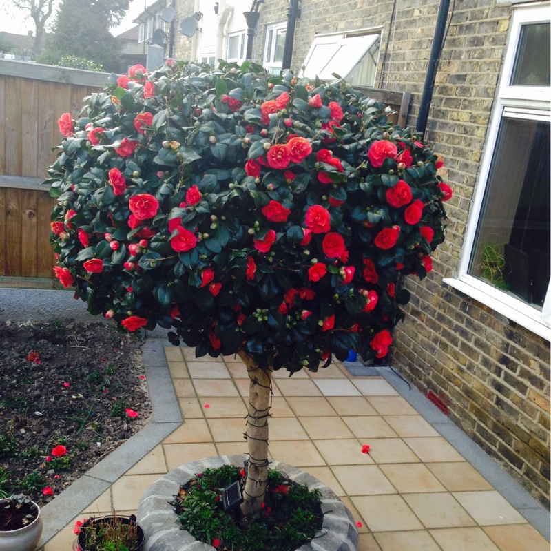 Plant image Camellia japonica 'Kramer's Supreme'