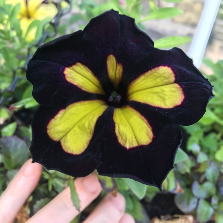 plant image 439846