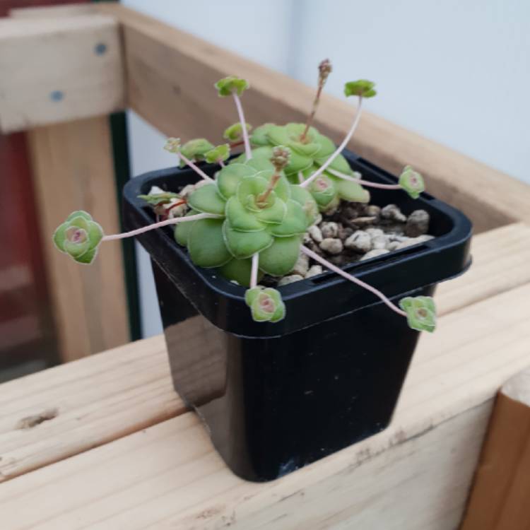 Plant image Crassula 'Orbicularis'