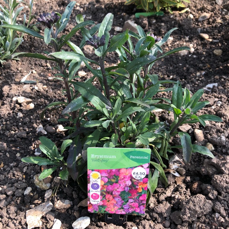 Plant image Erysimum 'Red Jep'