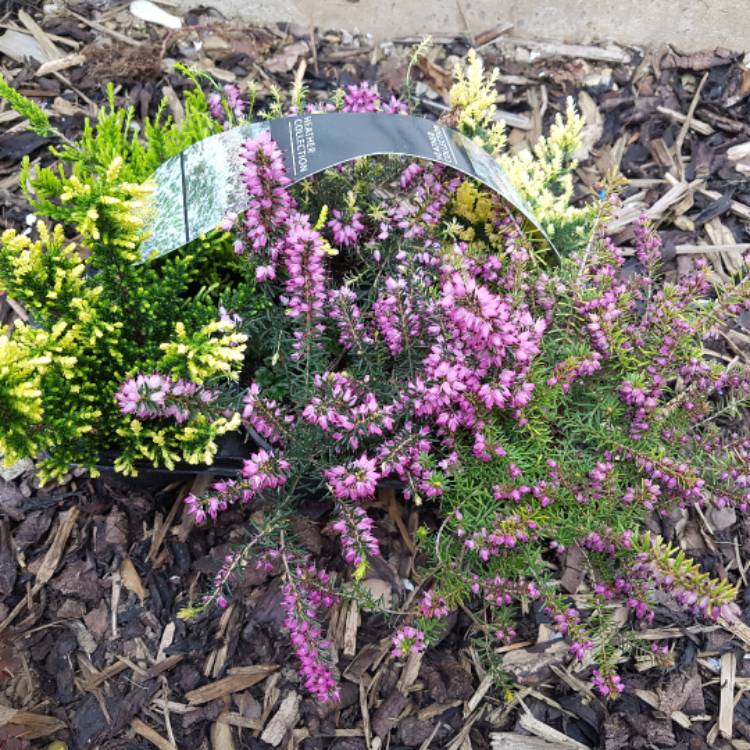 Plant image Erica carnea