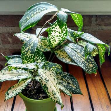 Gold Dust Dracaena