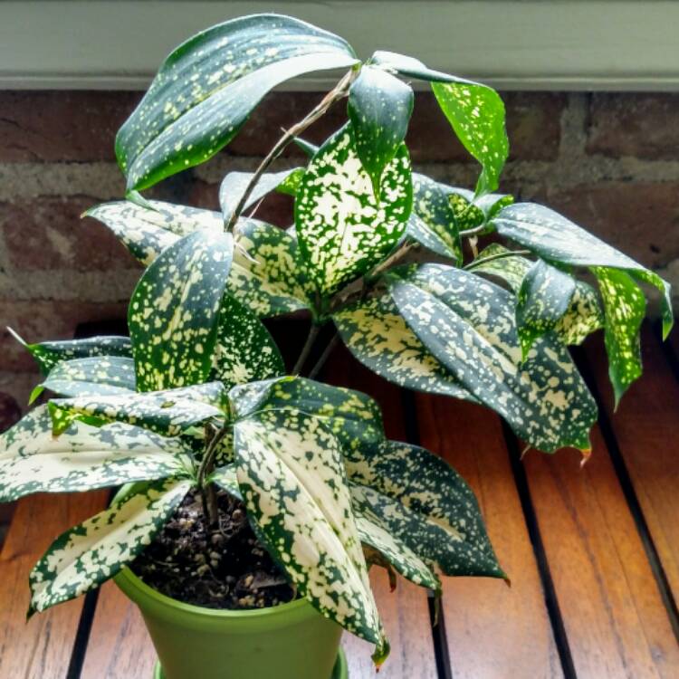 plant image 614092