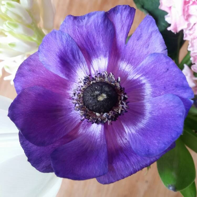Plant image Anemone coronaria de caen 'Mr Fokker'