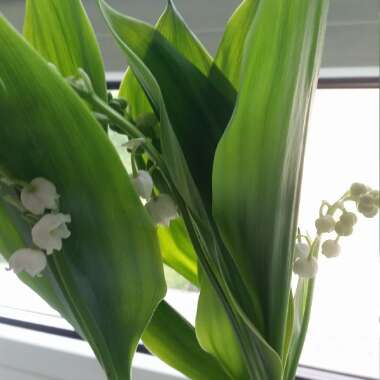 Convallaria majalis