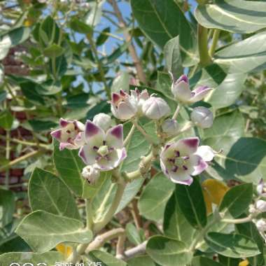 Calotropis gigantea