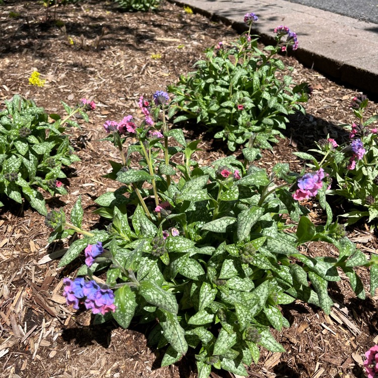 Plant image Pulmonaria 'Pretty in Pink'