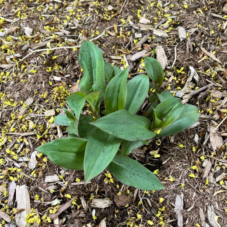 plant image 1710353