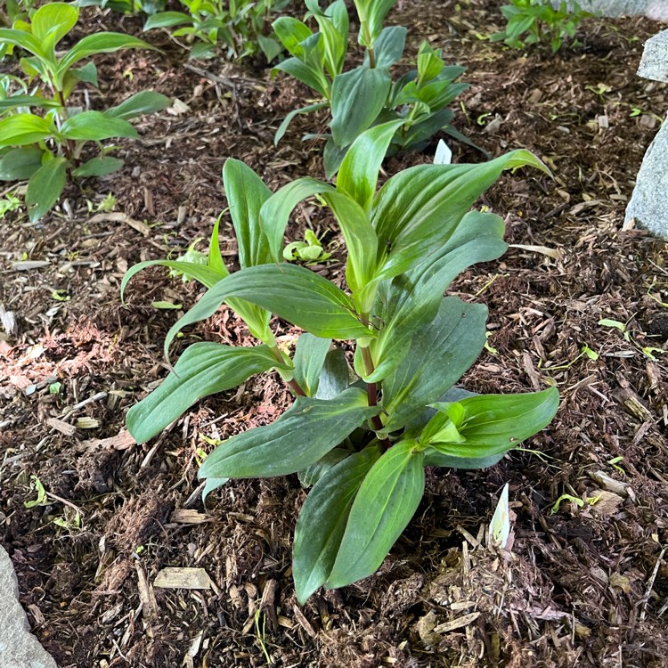 plant image 1712237