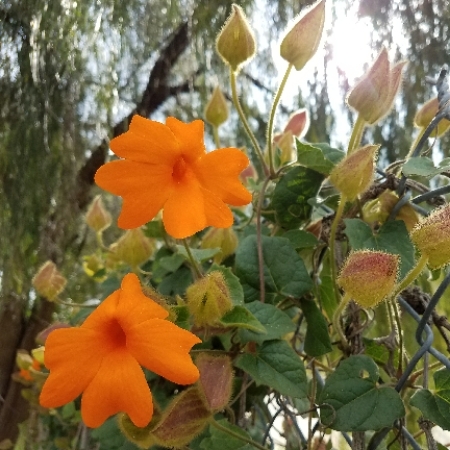 Plant image Thunbergia gregorii
