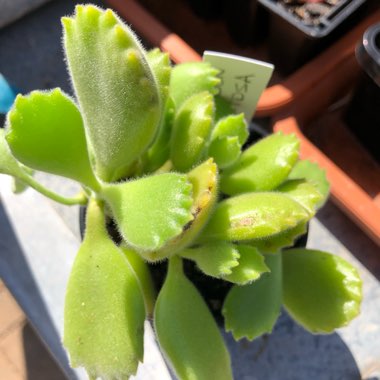 Cotyledon tomentosa