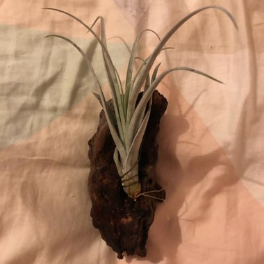 Tillandsia
