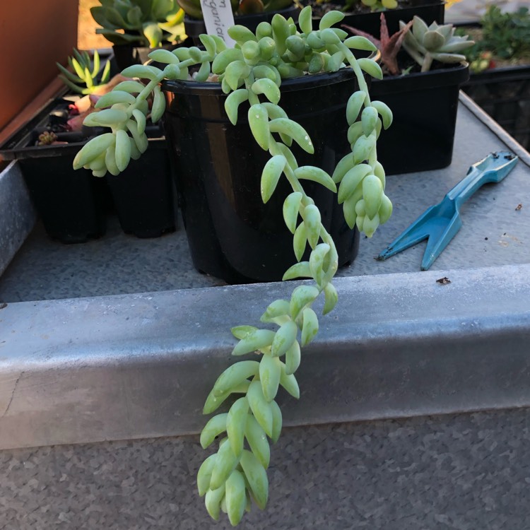 plant image 1020607