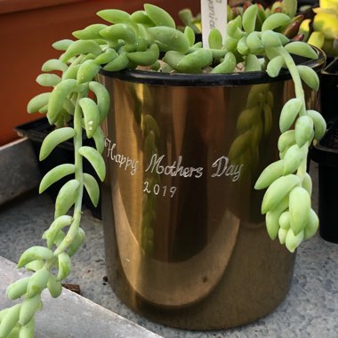Sedum Morganianum