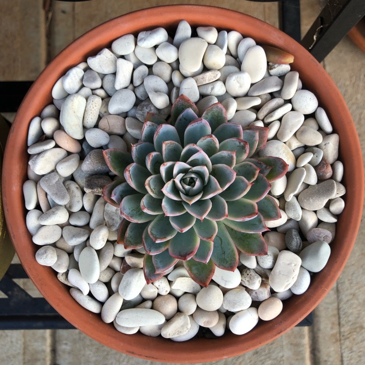 plant image 1029103